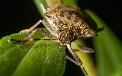 Stink bug appearance in Peekskill NY - Garrie Pest Control