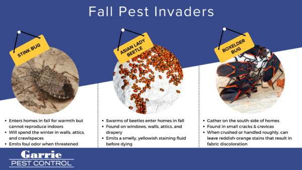 Fall pest prevention - Garrie Pest Control in Peekskill, New York