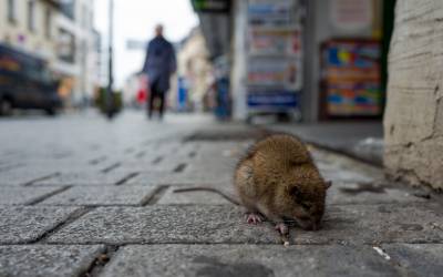 A rat on the street near Peekskill NY - Garrie Pest Control