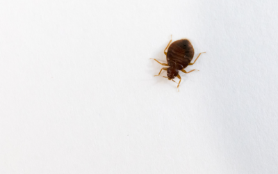 Bed bugs are a common household pest in New York - Garrie Pest Control