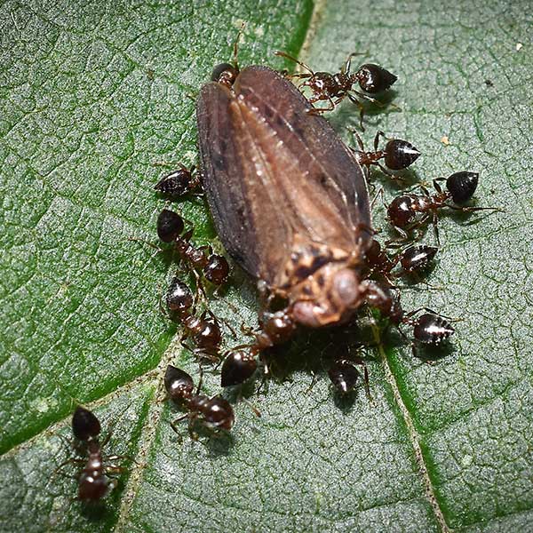 Acrobat ants on green leaf in Peekskill NY; Garrie Pest Control