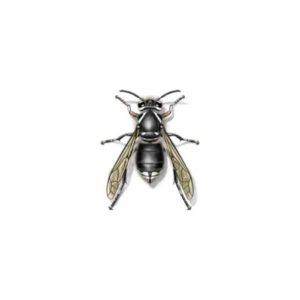 Bald-faced hornets in Peekskill NY; Garrie Pest Control