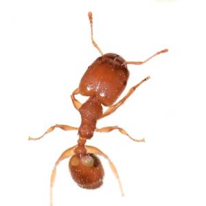 Bigheaded ant in Peekskill NY; Garrie Pest Control