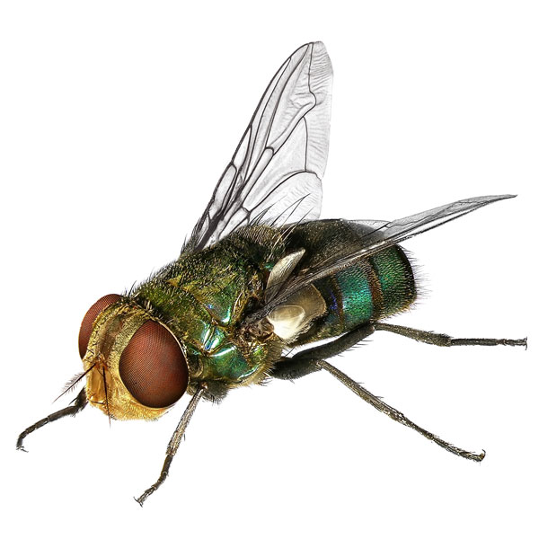 Blow flies in Peekskill NY; Garrie Pest Control