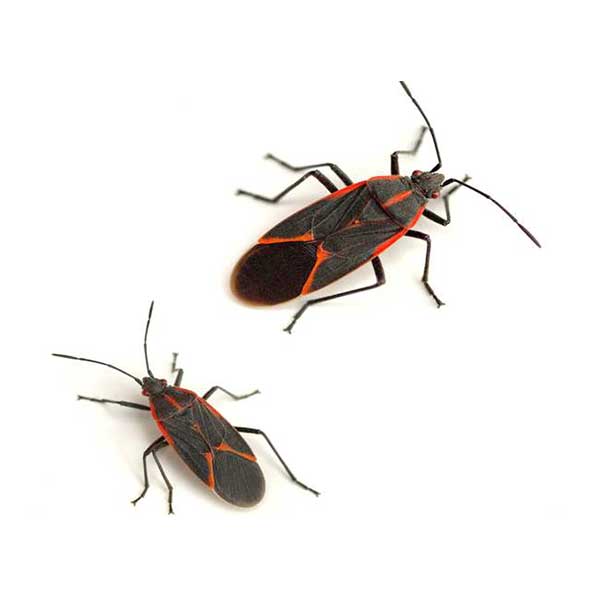 Boxelder bugs in Peekskill NY; Garrie Pest Control
