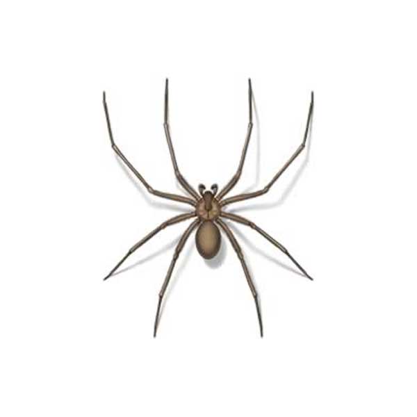 Brown recluse spiders in Peekskill NY; Garrie Pest Control