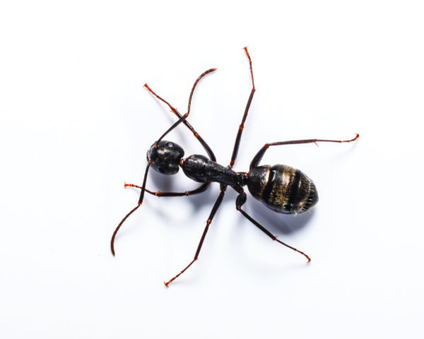 Carpenter ants in Peekskill NY; Garrie Pest Control