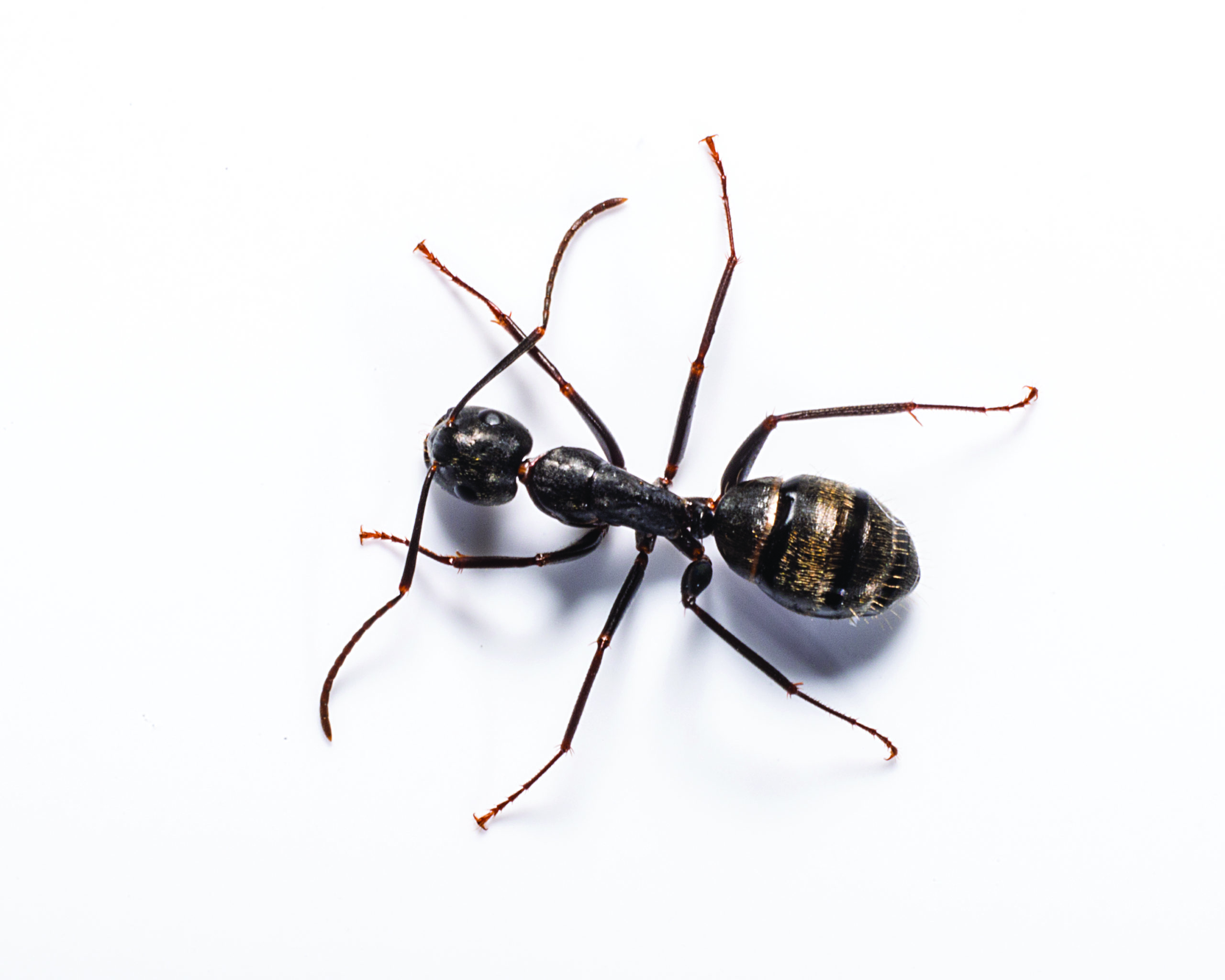 carpenter-ant-identification-habitat-behavior-garrie-pest-control