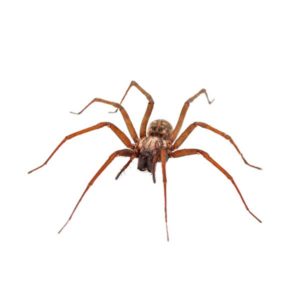 House spiders in Peekskill NY; Garrie Pest Control
