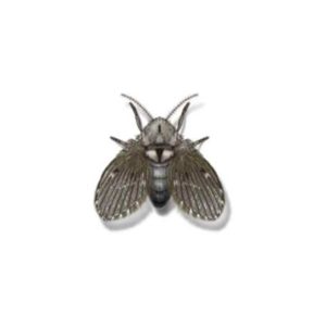 Drain flies in Peekskill NY; Garrie Pest Control