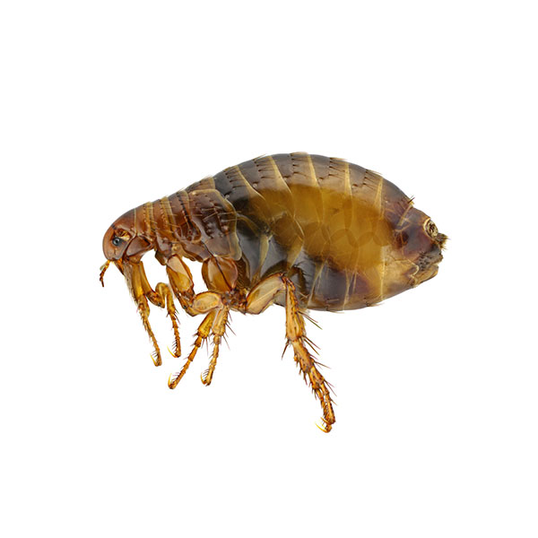 Fleas in Peekskill NY; Garrie Pest Control