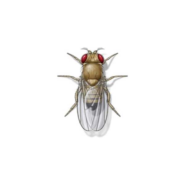 Fruit flies in Peekskill NY; Garrie Pest Control