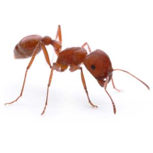 Harvester ants in Peekskill NY; Garrie Pest Control