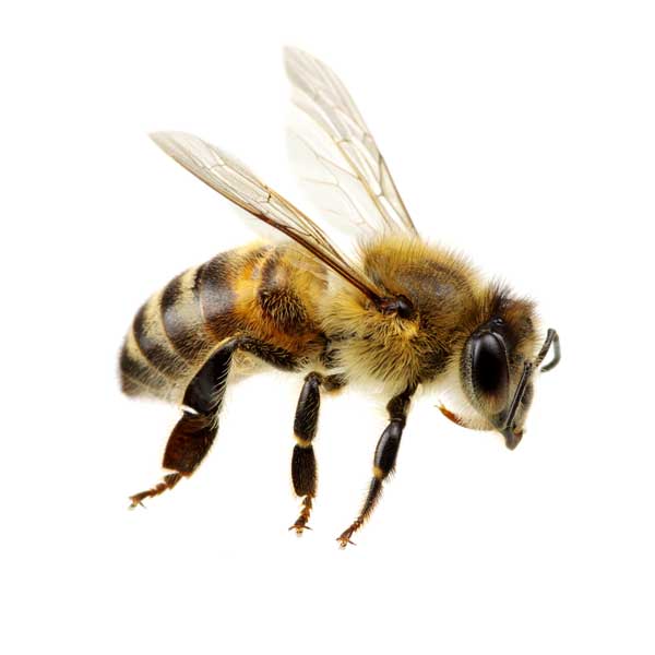 Honey bees in [city]