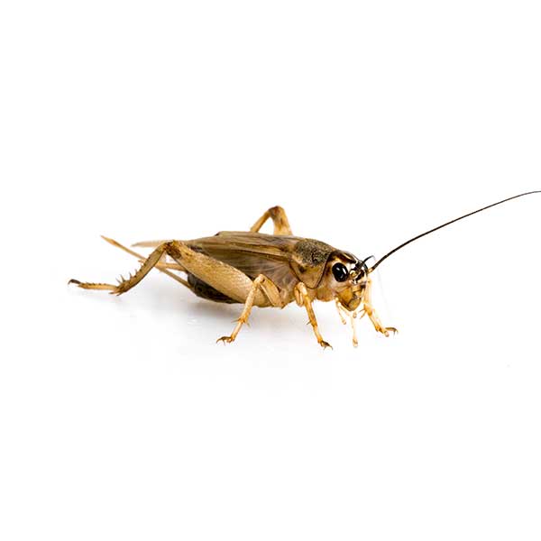 House crickets in Peekskill NY; Garrie Pest Control