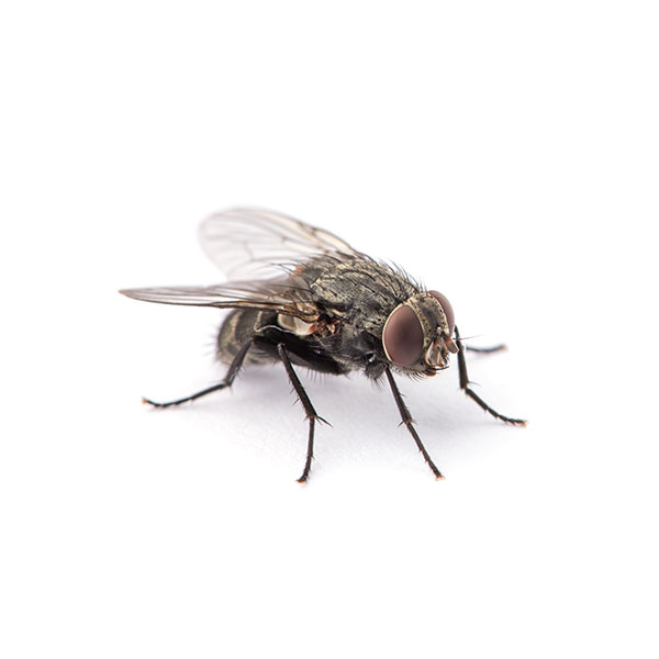House flies in Peekskill NY; Garrie Pest Control
