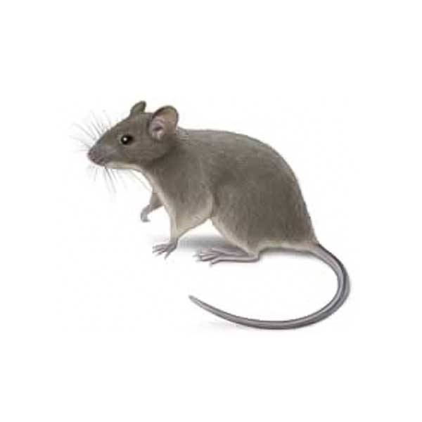 House mice in Peekskill NY; Garrie Pest Control