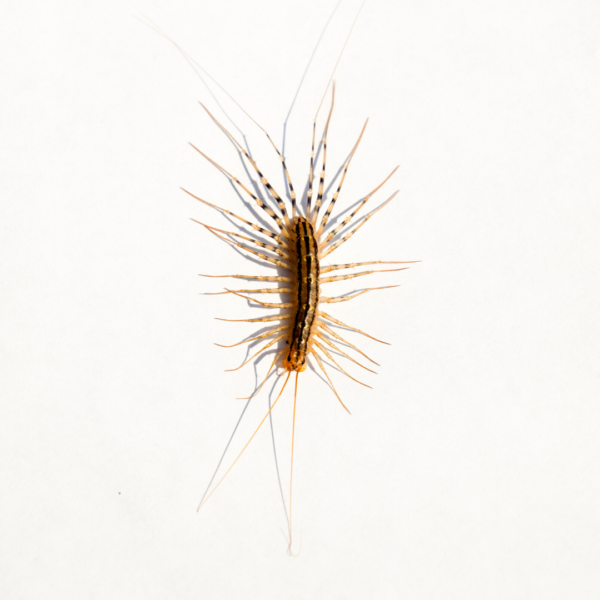 House centipedes in Peekskill NY; Garrie Pest Control