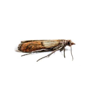 Indian meal moths in Peekskill NY; Garrie Pest Control