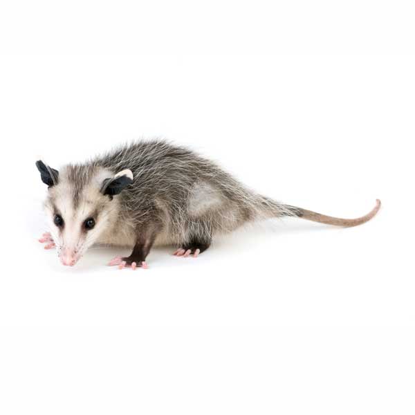 Opossums in Peekskill NY; Garrie Pest Control