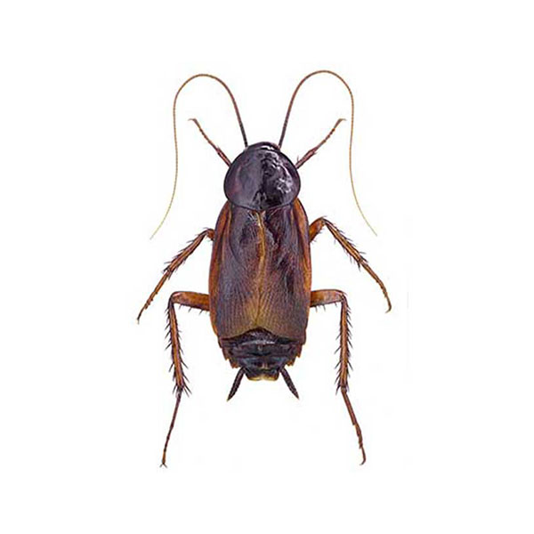 Oriental cockroaches in Peekskill NY; Garrie Pest Control