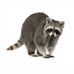 Raccoons in Peekskill NY; Garrie Pest Control