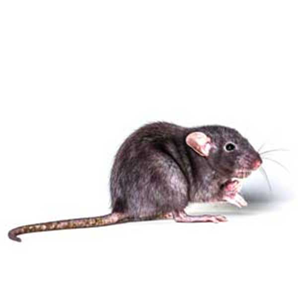 Roof rats in Peekskill NY; Garrie Pest Control