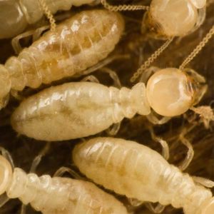 Eastern Subterranean termites in Peekskill NY; Garrie Pest Control
