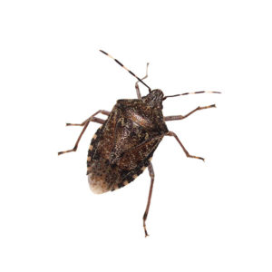 Stink bugs in Peekskill NY; Garrie Pest Control
