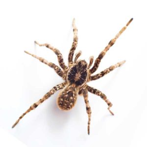 Wolf spiders in Peekskill NY; Garrie Pest Control