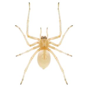 Sac spiders in Peekskill NY; Garrie Pest Control