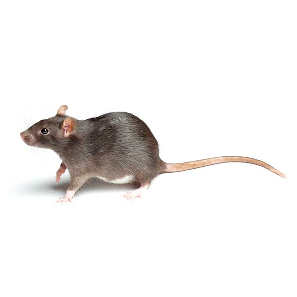 Norway rat identification in Peekskill NY; Garrie Pest Control