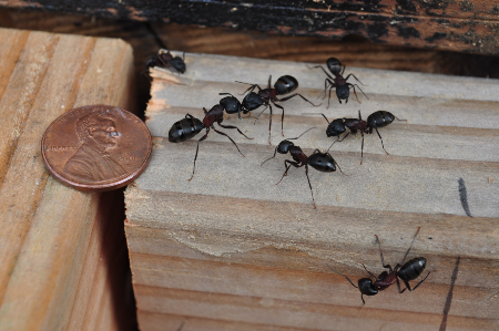 Ant Identification in New York