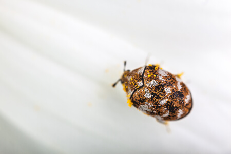 Carpet beetles in Peekskill NY; Garrie Pest Control