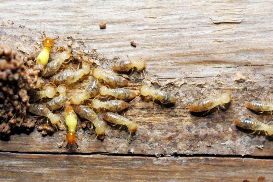 Detect termites before the damage your home in Peekskill New York Garrie Pest Control