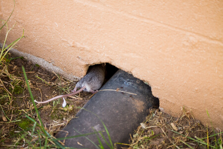 Rodent Control in Peekskill NY; Garrie Pest Control