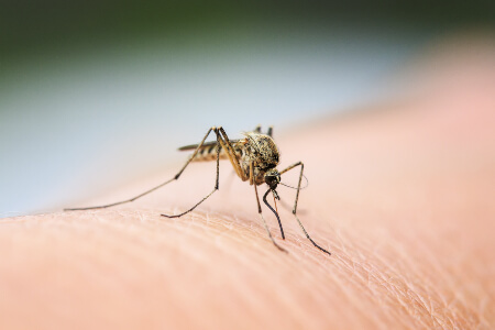 Mosquito Identification in New York