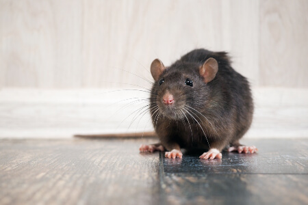 Rat and Mice Identification in New York