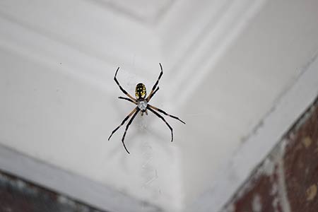 Spider Prevention Tips in Peekskill New York Garrie Pest Control