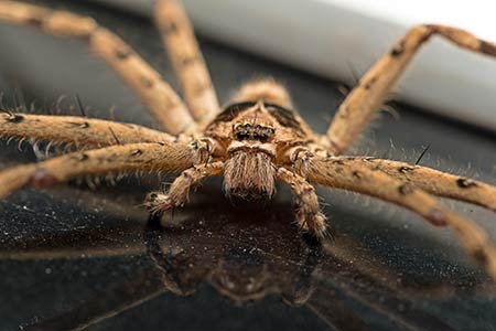Are Spiders Dangerous in Peekskill New York Garrie Pest Control