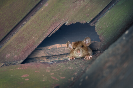 Dangers of Rodents in New York in New York