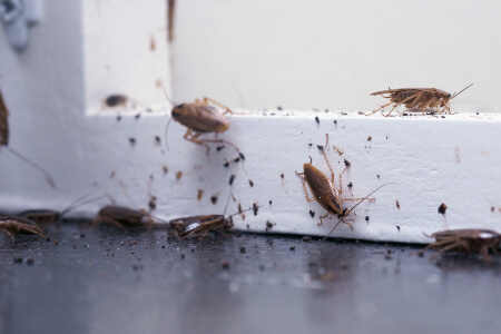 Cockroaches in Peekskill NY; Garrie Pest Control