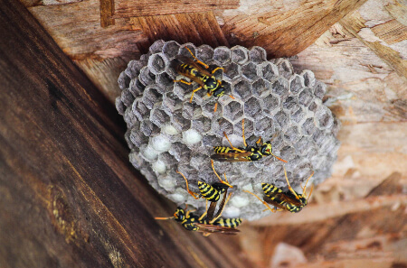 Bee, Wasp & Hornet nest removal in New York