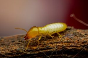 Garrie-Pest-Control_Battling-Destructive-Termites-in-New-York_IMAGE