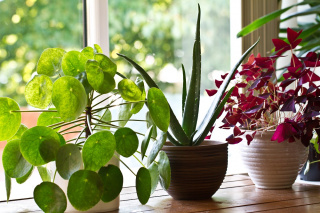Houseplants with pests in Peekskill NY home - Garrie Pest Control
