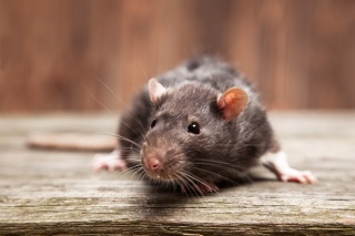 Garrie-Pest-Control_What-You-Should-Know-about-Rats_IMAGE