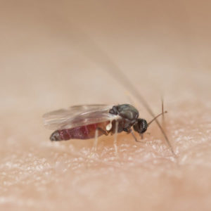 Black fly identification in Peekskill NY - Garrie Pest Control