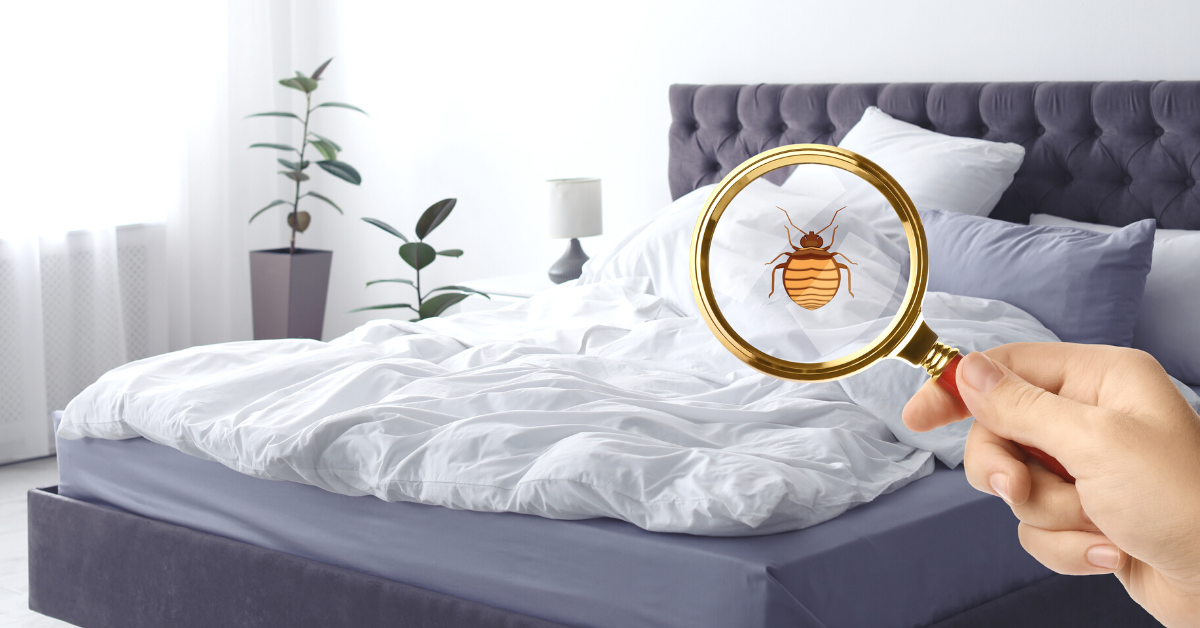 Bed Bug Inspections Commercial Bed Bug Inspections Peekskill NY