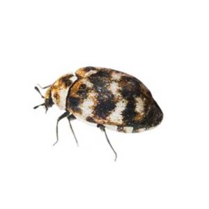 Carpet beetle identification in Peekskill NY - Garrie Pest Control