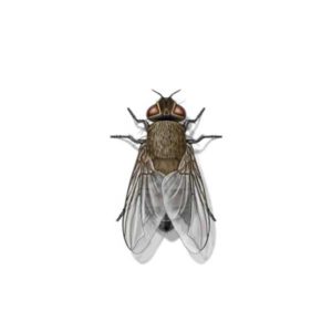 Cluster fly identification in Peekskill NY - Garrie Pest Control